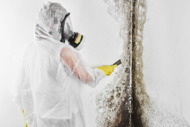Best Office Mold Removal Services  in North Manchester, IN
