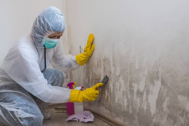 Best Attic Mold Removal  in North Manchester, IN