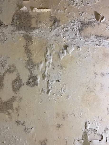 Reliable North Manchester, IN Mold Removal Solutions