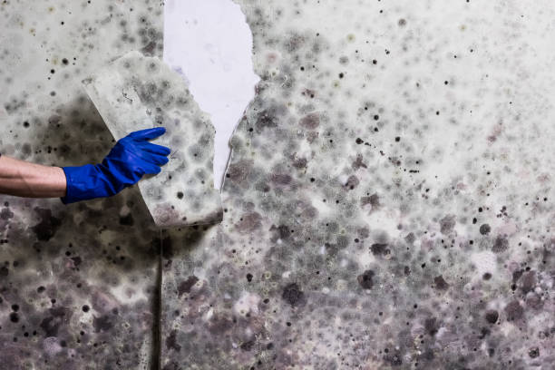 Best Mold Testing and Removal  in North Manchester, IN