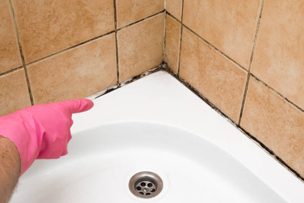 Best Residential Mold Removal  in North Manchester, IN